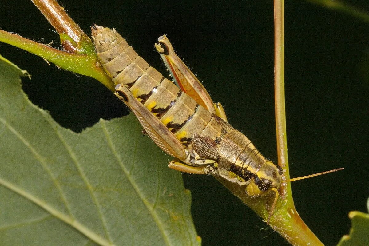 Прямокрылые тип личинки. Саранча неполное превращение. Прямокрылые тип личинки. Цикл развития прямокрылых. Прямокрылые тип личинки.