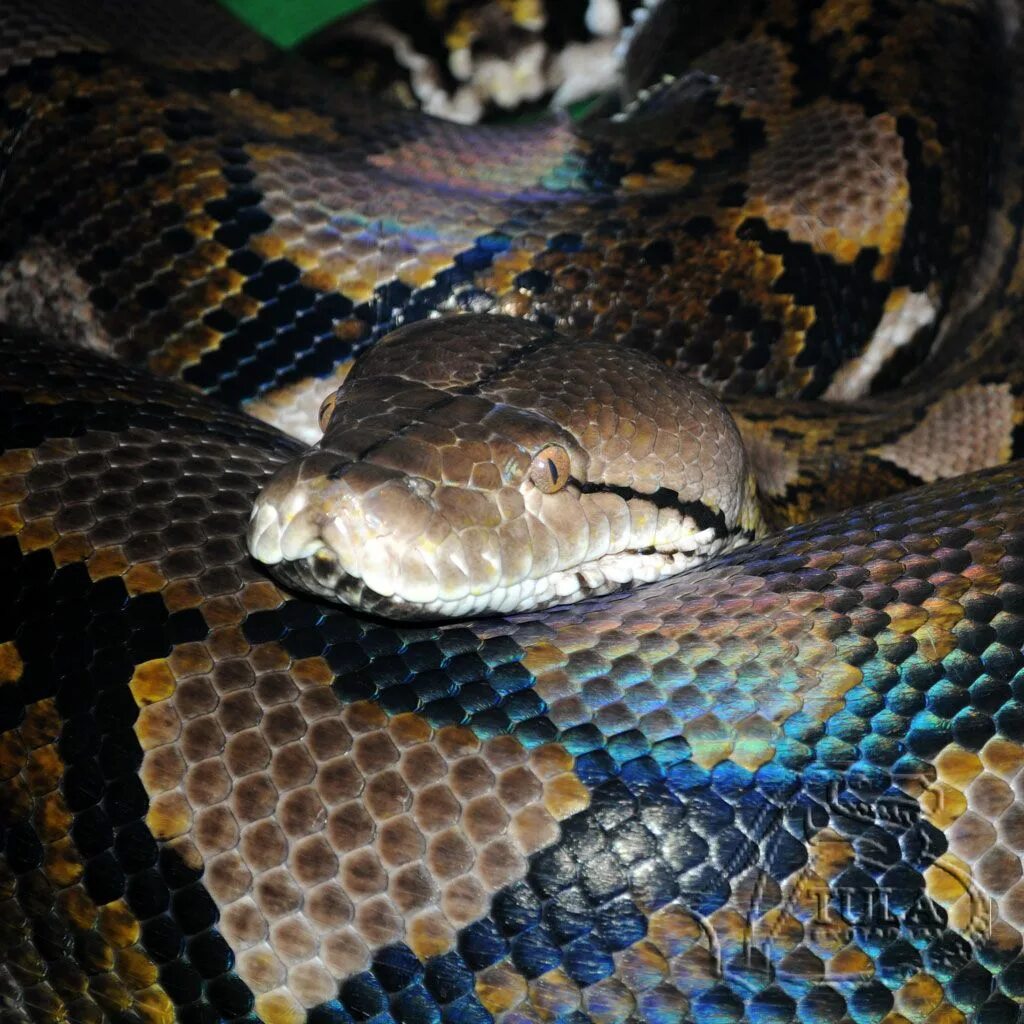 Змея питон большой. Бирманский сетчатый питон. Бушмейстер змея. Самый большой сетчатый питон в мире.