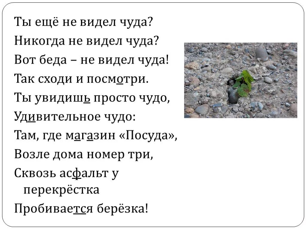 Не видел или ни видел. Стихотворение чудо. Вот беда не видел чуда так сходи и посмотри. Стих никогда не видел чуда. Стих чудо ты еще не видел чуда.