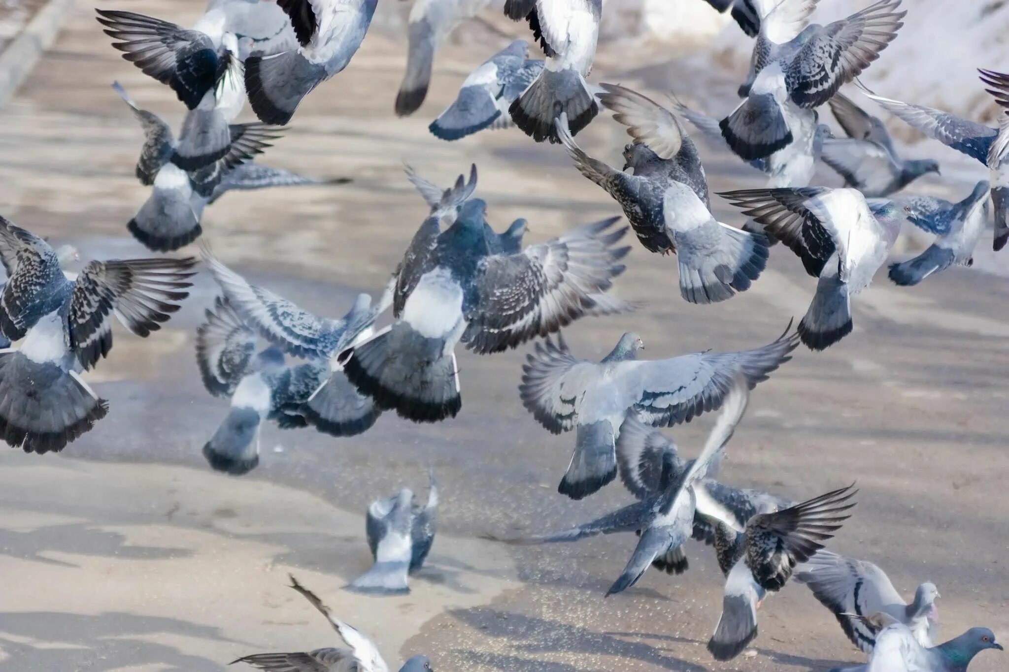 Много голубей. Голуби на площади. Куча голубей. Толпа голубей. Стая голубей.