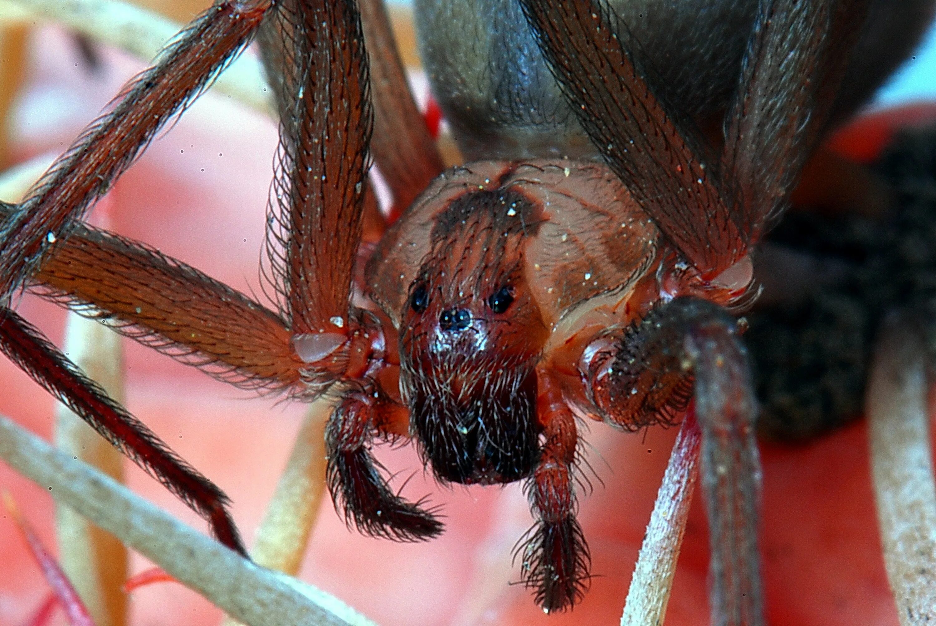 Loxosceles Laeta паук. Паук крестовик. Коричневый паук отшельник. Укус коричневого паука отшельника. Мир пауков страшно
