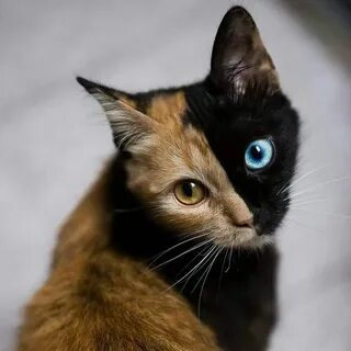 Двуликая кошка