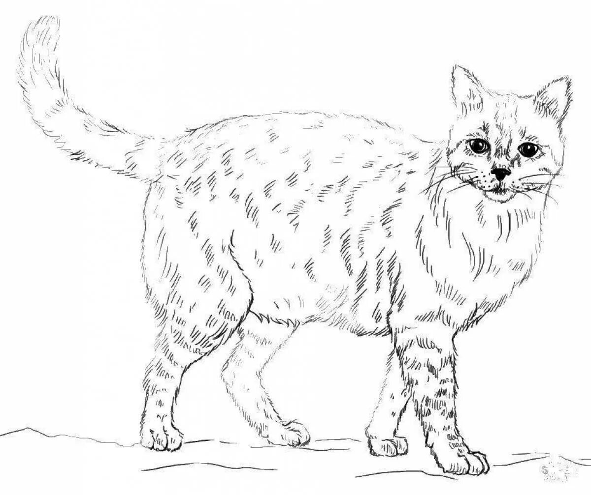 Кошка без цвета. Кошки. раскраска. сибирская кошка раскраска. кошка раскраска реалистичная. большая кошка раскраска.