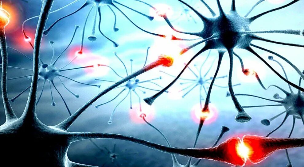 Нейроны, синапс, нейромедиаторы. Нервная система Нейрон. Синапс нервной клетки. Аксоны нейронов, синапсы мозга.