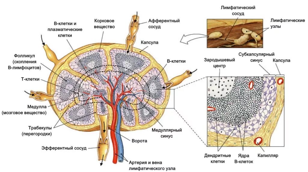 Строение лимфатической системы и лимфатического узла. Схема строения лимфатического узла. Лимфатическая система. Гистологическое строение лимфатического узла схема. Внутреннее строение лимфатического узла схема. Лимфоузлы структурны