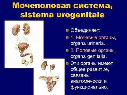 Перечислите мочевые органы