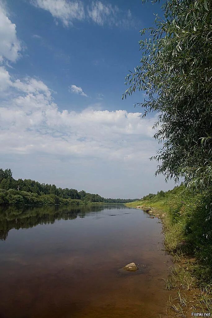 Мста новгородская область. Река Мста. Р Мста Новгородская область. Река Мста Сурики. Река Мста 2022.