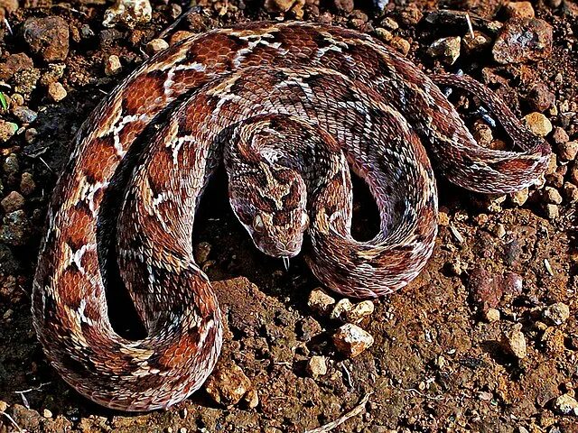 The Saw-scaled Viper (Echis carinatus) Snake, Poison dart frogs, Pet birds