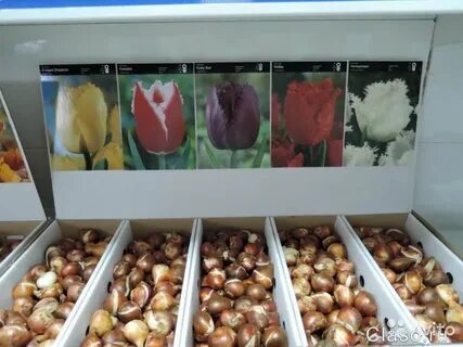 Луковицы опт голландия