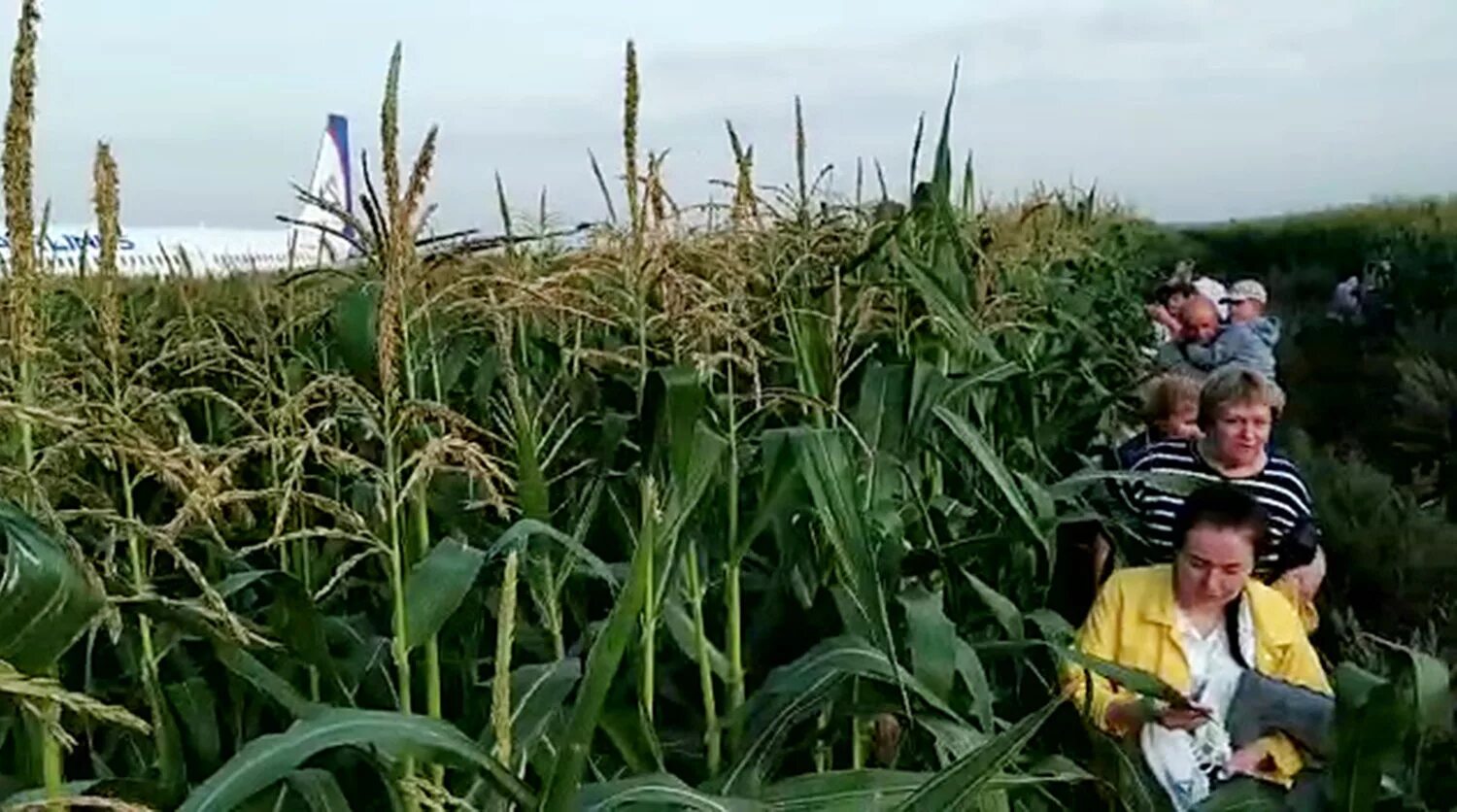 Аэробус а-321. Аварийная посадка a321 под жуковским. А321 жуковский. Аэробус а321 посадка на кукурузное поле. Посадка на кукурузное поле а 321.