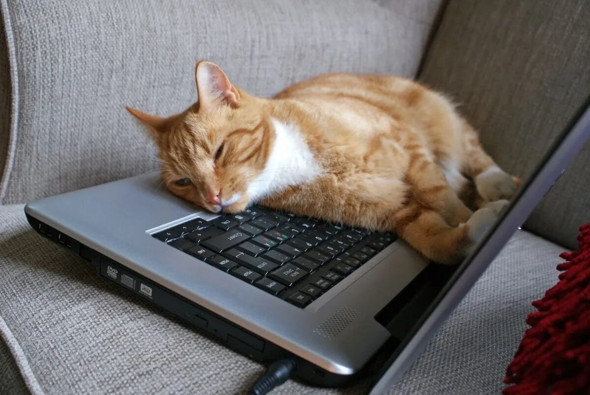 Котенок устал