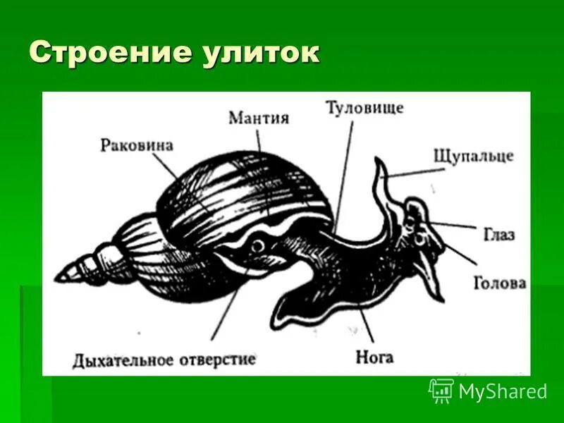 Внешнее строение раковины виноградной улитки. Части тела моллюсков прудовик. Внешнее строение моллюсков Виноградная улитка. Строение раковины брюхоногих.