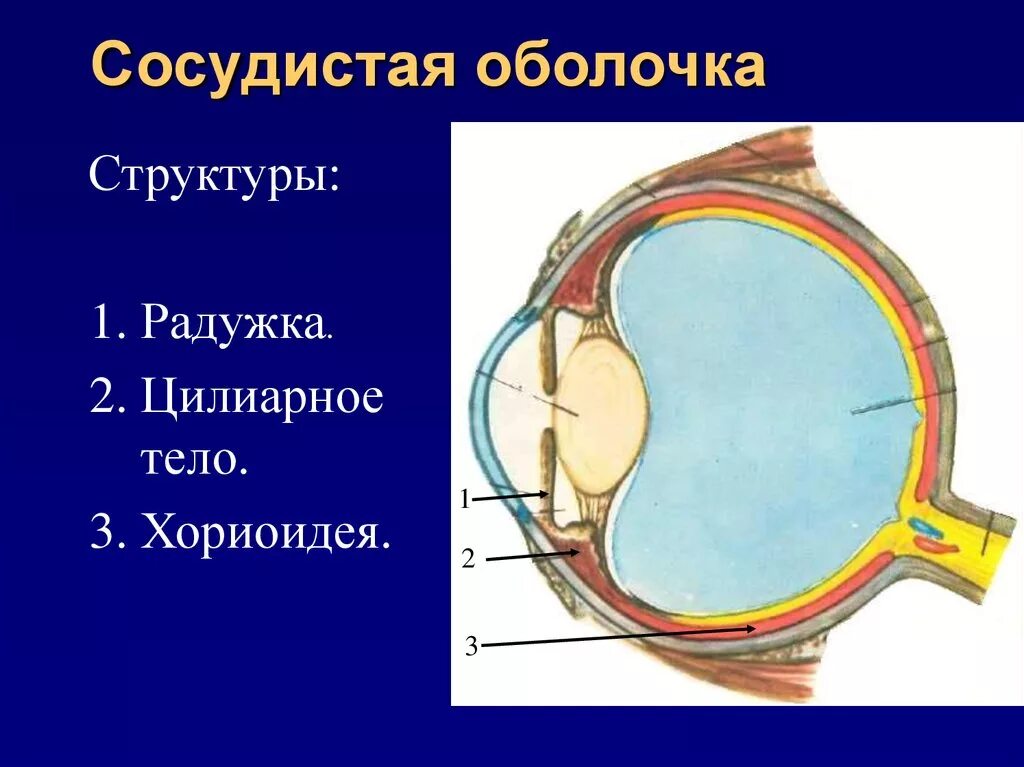Сосудистая оболочка глаза вид спереди. Сосудистая оболочка глазного яблока строение. Собственно сосудистая оболочка глаза анатомия. Анатомия сосудистого тракта. Цвет сосудистой оболочки глаза