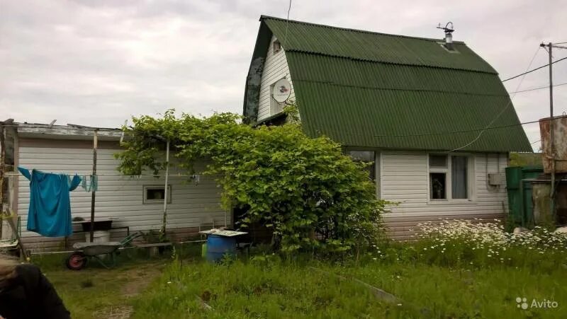 Дача Великий Новгород. Новгородские дачи. Панковка дачи. Дачная 4 Великий Новгород. Купить дачу новая мельница великий