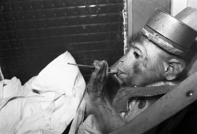 Первая обезьяна полетевшая в космос. Советская обезьяна. Обезьяны в космосе. Обезьянка в космосе СССР.