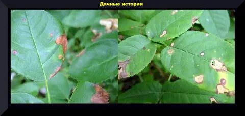 На розе появилась коричневая пятна