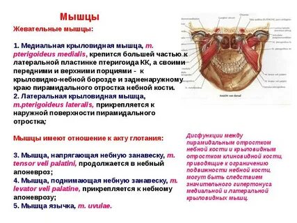 Мышца напрягающая небную занавеску латынь