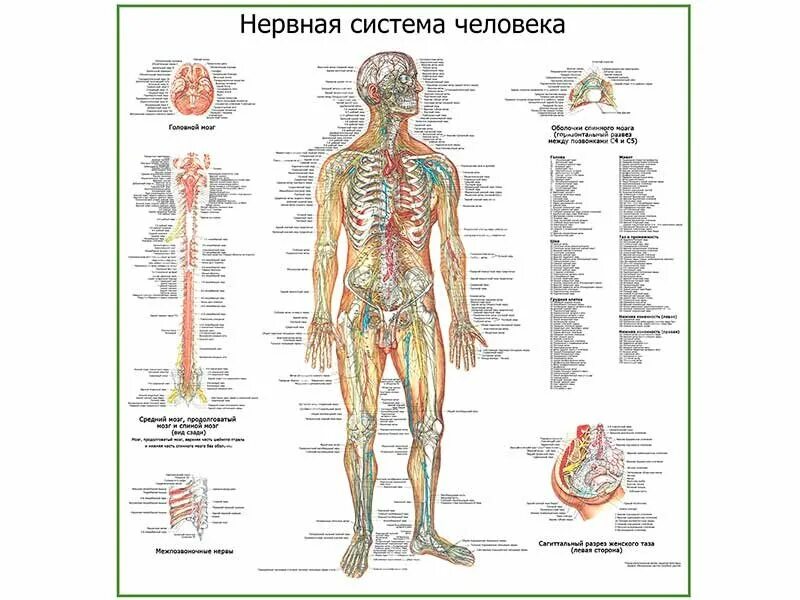 Где находятся плакаты. Строение нервной системы человека схема. Нервная система человека плакат анатомия. Атлас периферической нервной системы. Нервная система человека анатомический атлас.