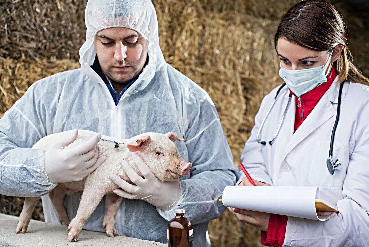 Свиной грипп. Ветеринария в свиноводстве.