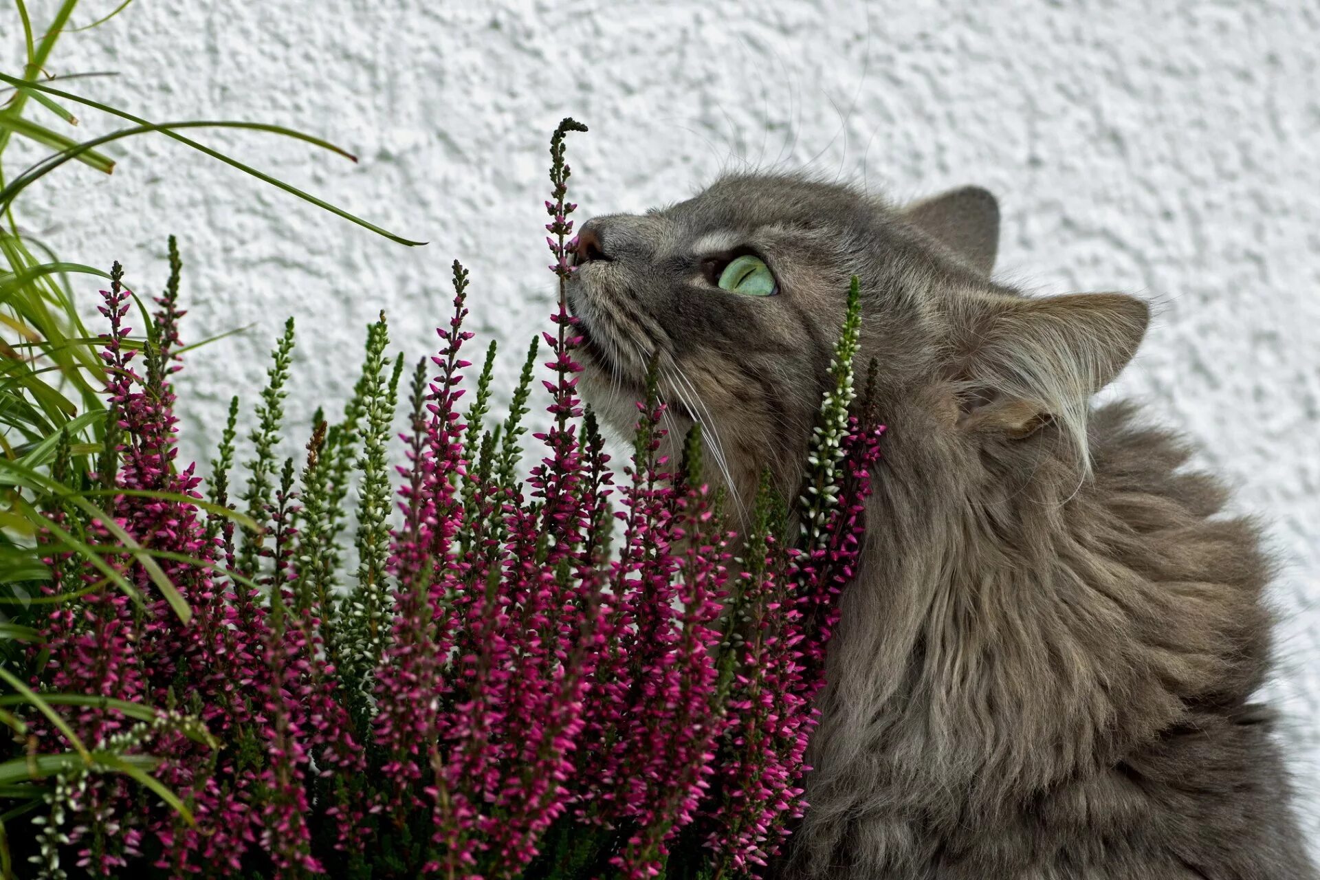 Коты и цветы. Кот в цветах. Кошки весной. Серый кот в цветах.