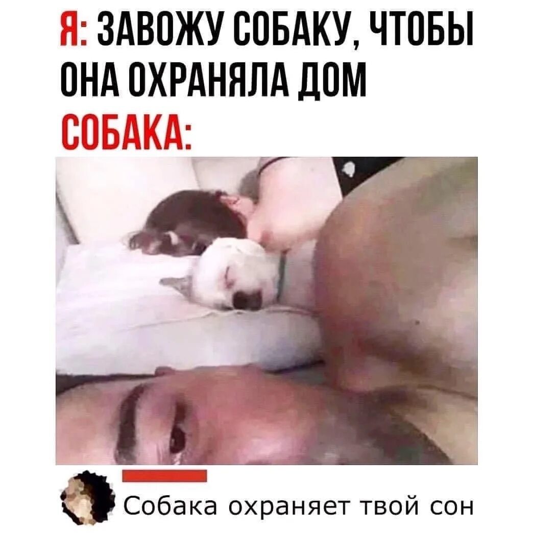 Husband dog wife. Заведи собаку. Охраняет сон. Собака в кровати Мем.