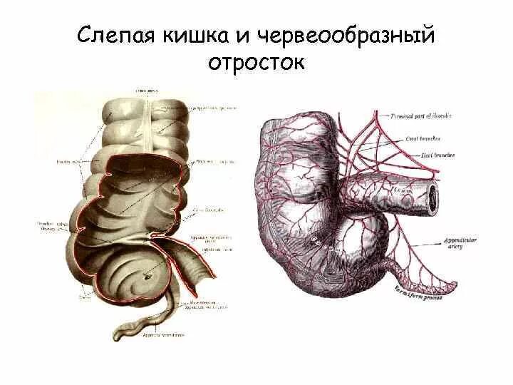 Отверстие слепой кишки. Червеобразный отросток слепой кишки. Слепая кишка анатомия топография. Слепая кишка с аппендиксом. Строение слепой кишки анатомия человека.