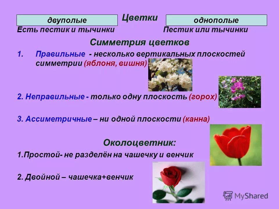 Растения с обоеполыми цветками