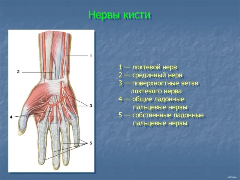 Иннервация пальцев кисти срединный нерв. Иннервация срединного нерва кисти. Анатомия лучезапястного сустава нервы. Ладонная ветвь локтевого нерва.