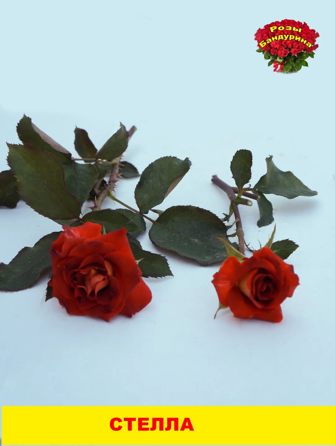 Розы бандурина. Розы бандурина. Розы бандурина. Розы бандурина. Бандурин розы каталог.