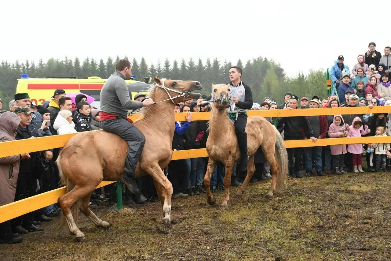 Лошадиный праздник. Коневодство в Татарстане. Лошади севера. Российская лошадь. Праздник коня 2024