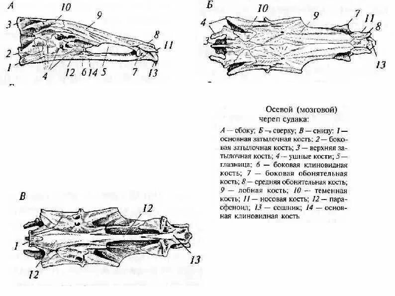 Осевой мозговой череп судака. Череп судака вид сбоку. Череп судака строение. Осевой (мозговой) череп судака. А – сбоку; б – сверху; в – снизу.