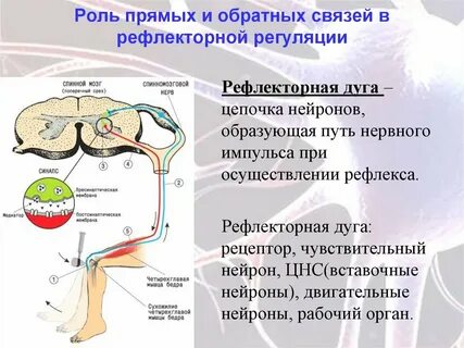Конспект по биологии рефлекторная регуляция