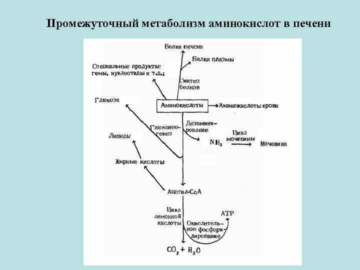 Общие пути метаболизма аминокислот. Схема метаболизма аминокислот. Метаболизм аминокислот в печени. Схема метаболизма аминокислот в печени. Синтез аминокислот в печени.