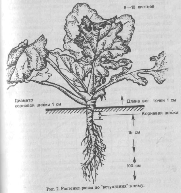 Корневой диаметр. Корневая шейка рапса. Строение корневой системы рапса. Рапс Яровой кольза. Строение рапса озимого.