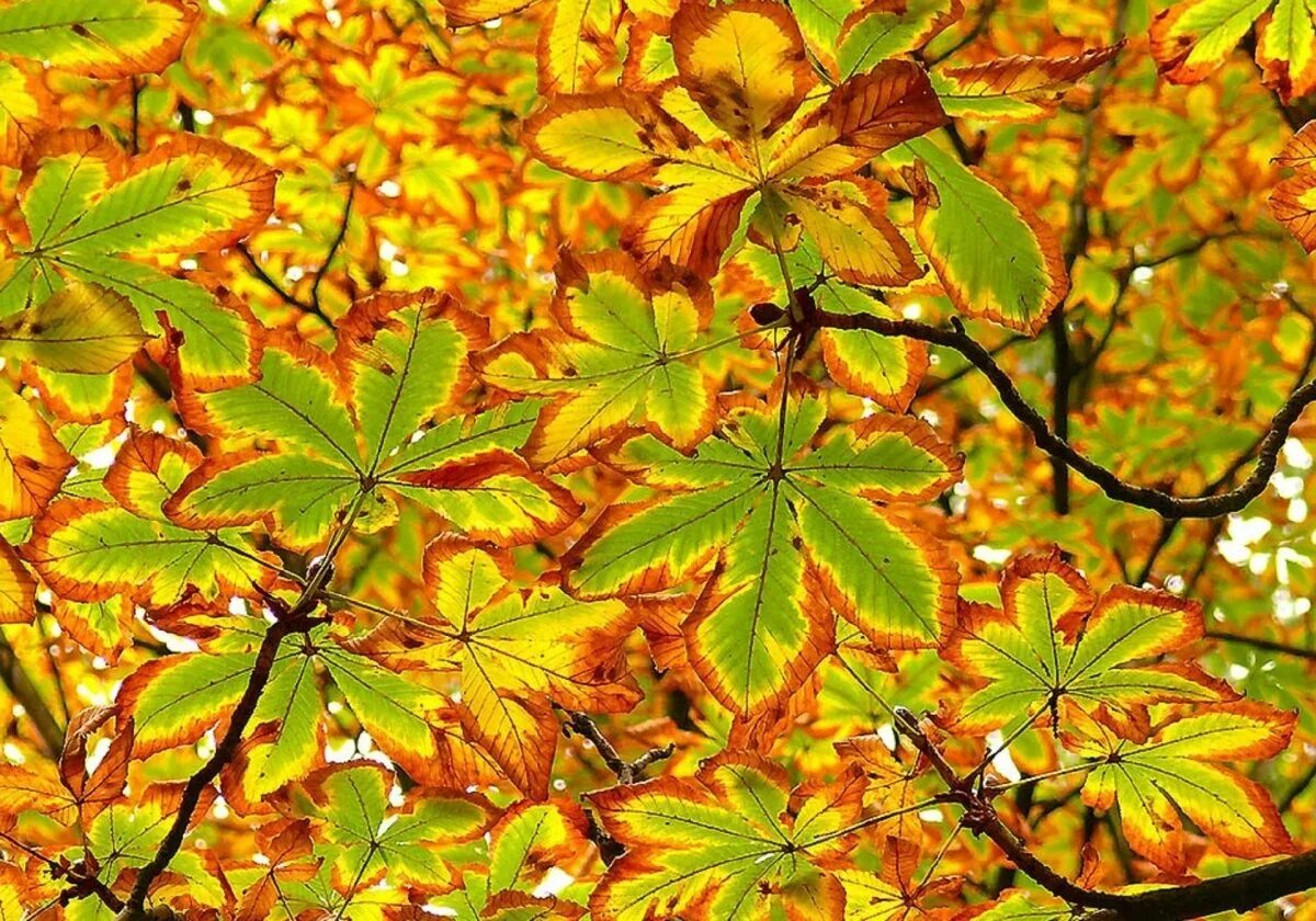 Листья каштана осенью. Лист каштана летний и осенний. Лист каштана осенью цвет. Листья каштана летом и осенью.