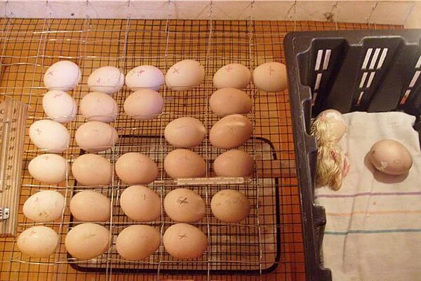 Через сколько проверять яйца в инкубаторе. Утиные яйца в инкубаторе. Куриные яйца в инкубаторе. Расположение яиц в инкубаторе.
