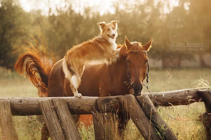Лошади на природе. Бордер колли и лошадь. The dog horse. Лошадь и собака. Собака и лошадь басня.