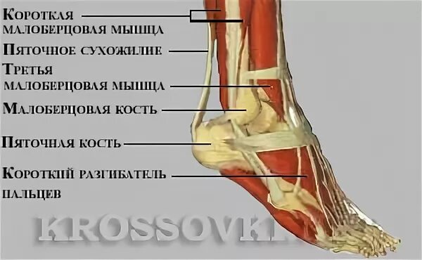 Мышцы щиколотки