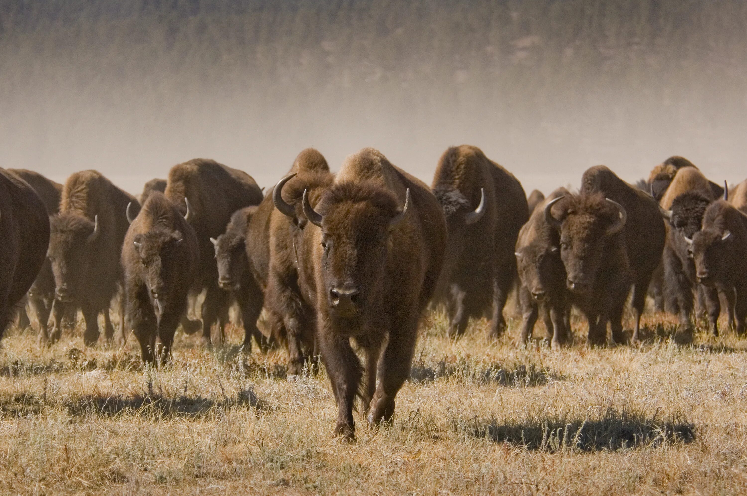 Buffalo Herd. Стадо бизонов. Стадо зубров. Стадо животных. Много бизонов