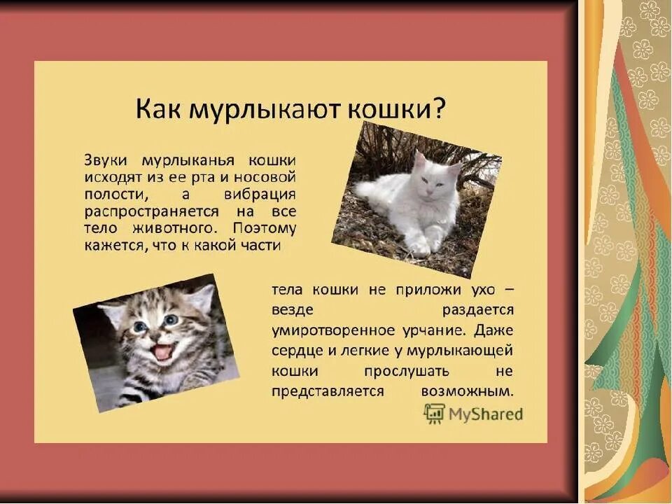 Почему котята мурчат. Чем мурлыкают кошки. Почему кошки мурчат. Почему котята мурлыкают. Как коты мурлыкают.