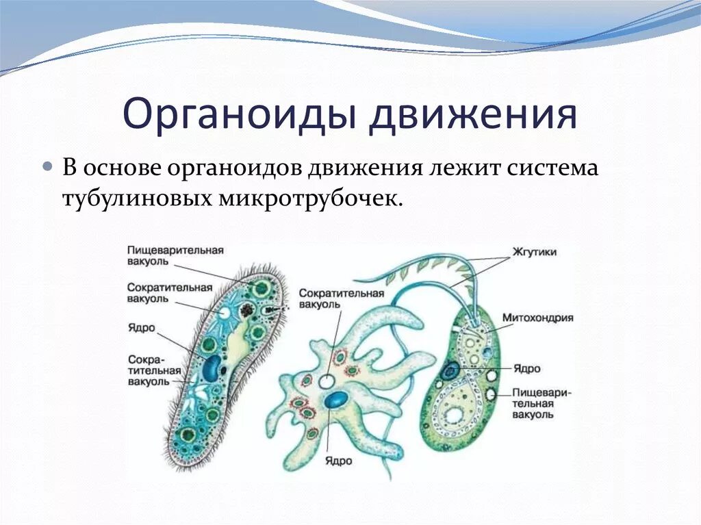 Строение органоидов движения клетки. Органоиды движения простейших. Органоиды движения микротрубочки строение. Какое строение имеет простейшие