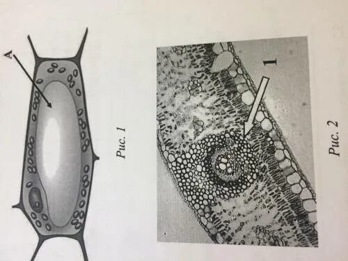 Рассмотрите рисунок растительной клетки рис 1. Структура растительной клетки рис 1. Рассмотрите рисунок растительной клетки рисунок 1. Рассмотрите рисунок растений клетки рис.1.