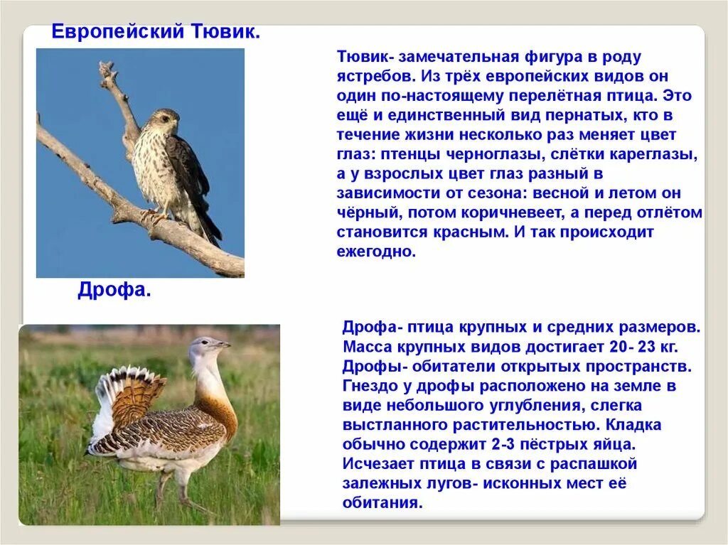 Сообщение о животном дрофа. Сообщение о животном дрофа