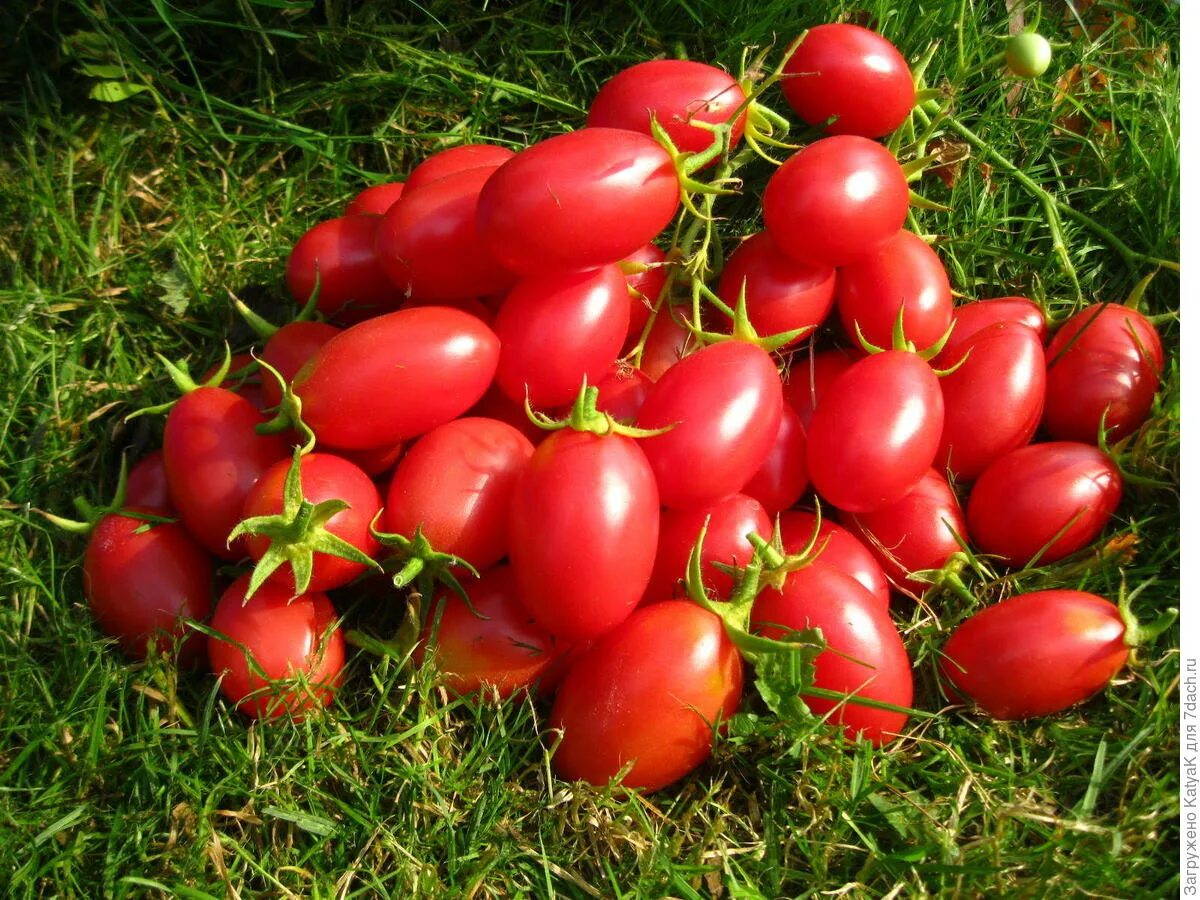 Сорт томата сан марцано. Сорт томата сан марцано. Томат сан марцано нано. Томат сан марцано 2. Томаты сан.