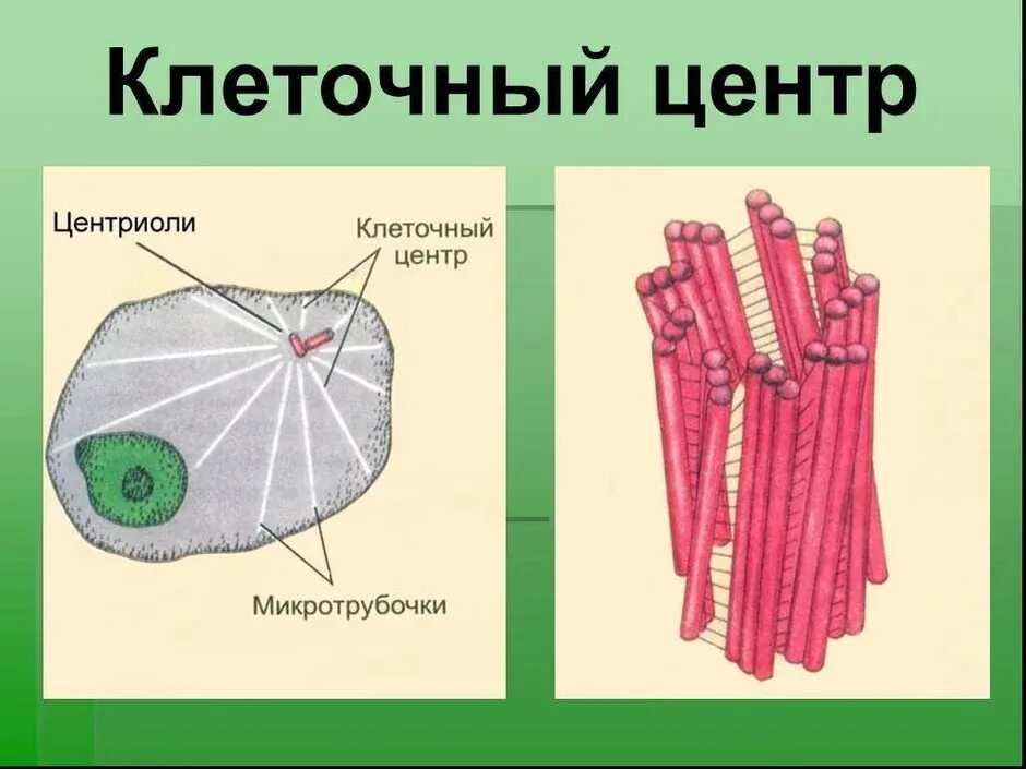 Клеточный центр признаки. Клеточный центр эукариот строение. Схема строения животной клетки клеточный центр. Клеточный центр структуры эукариотической клетки.