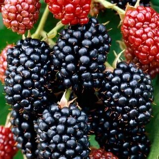Кустарник ежемалина