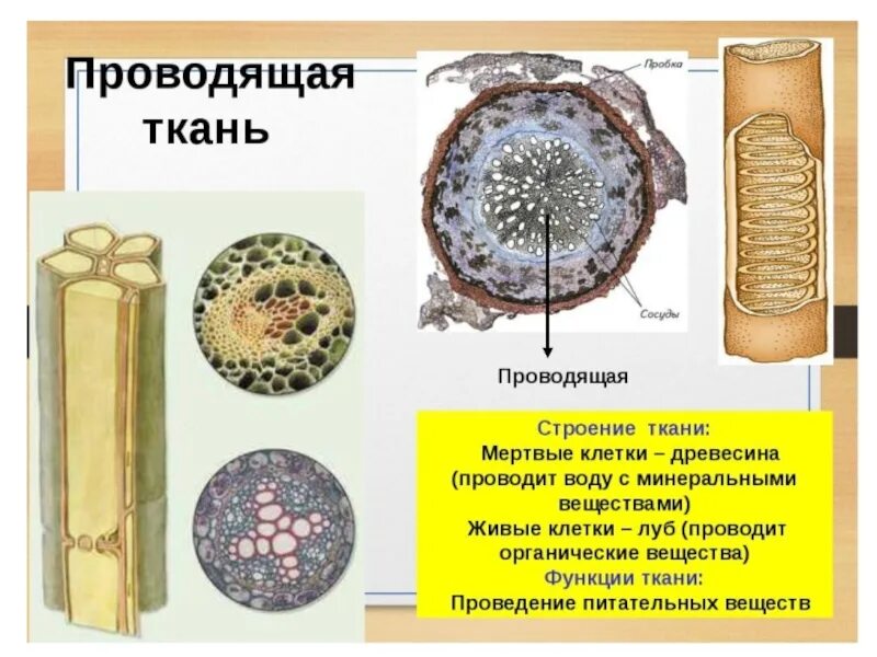 Образована живыми или мертвыми клетками. Проводящие ткани растений. Проводящая ткань строение. Строение и функции проводящей ткани. Клетки проводящей ткани растений.