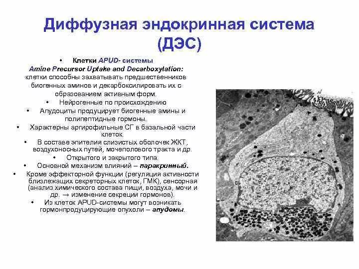 Клетки apud системы гистология. Эндокриноциты это гистология. Диффузная эндокринная система гистология кратко. Диффузная эндокринная система apud. Диффузная эндокринная