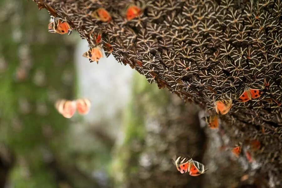 петалудес долина бабочек. долина бабочек (остров родос). долина бабочек родос. долина бабочек китай. китайские бабочки.