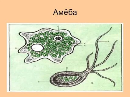 Амеба обитает в пресных водоемах
